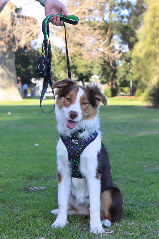 Why Walking Your Dog on a Harness is Better Than a Collar