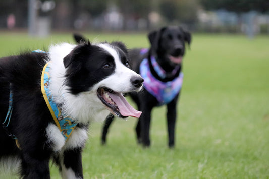 Why You Shouldn’t Walk Your Dog in the Heat