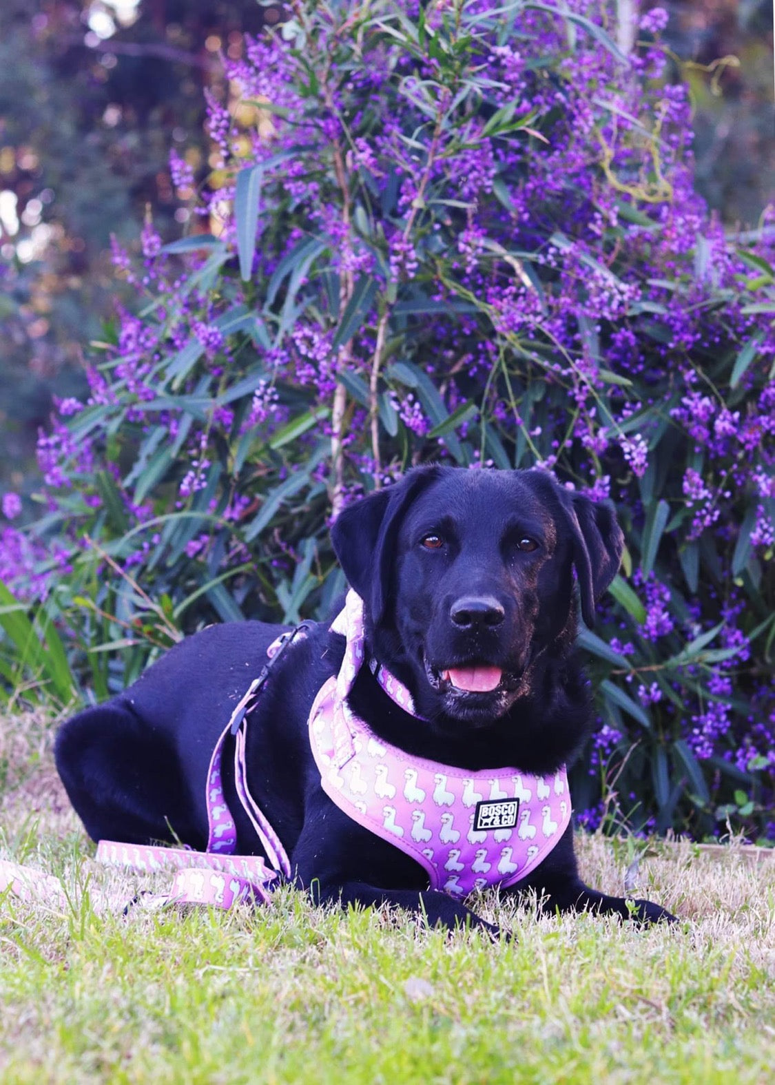 durable-dog-leash-cute-alpaca-design