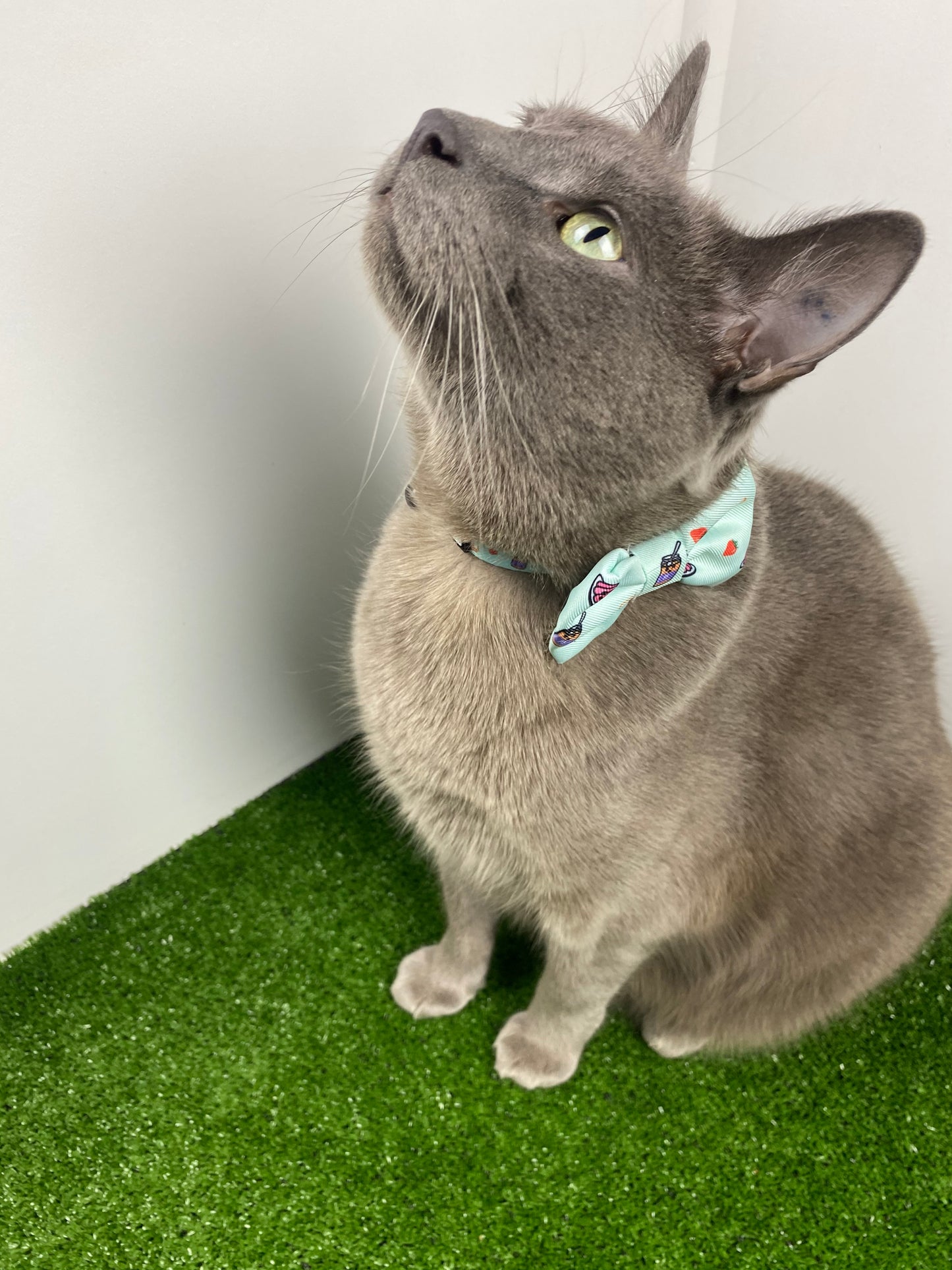 cat-bow-tie-collar-peanut-butter-jelly-print