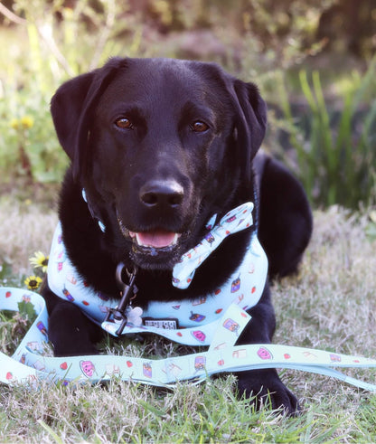 Padded Adjustable Dog Harness: Peanut Butter & Jelly
