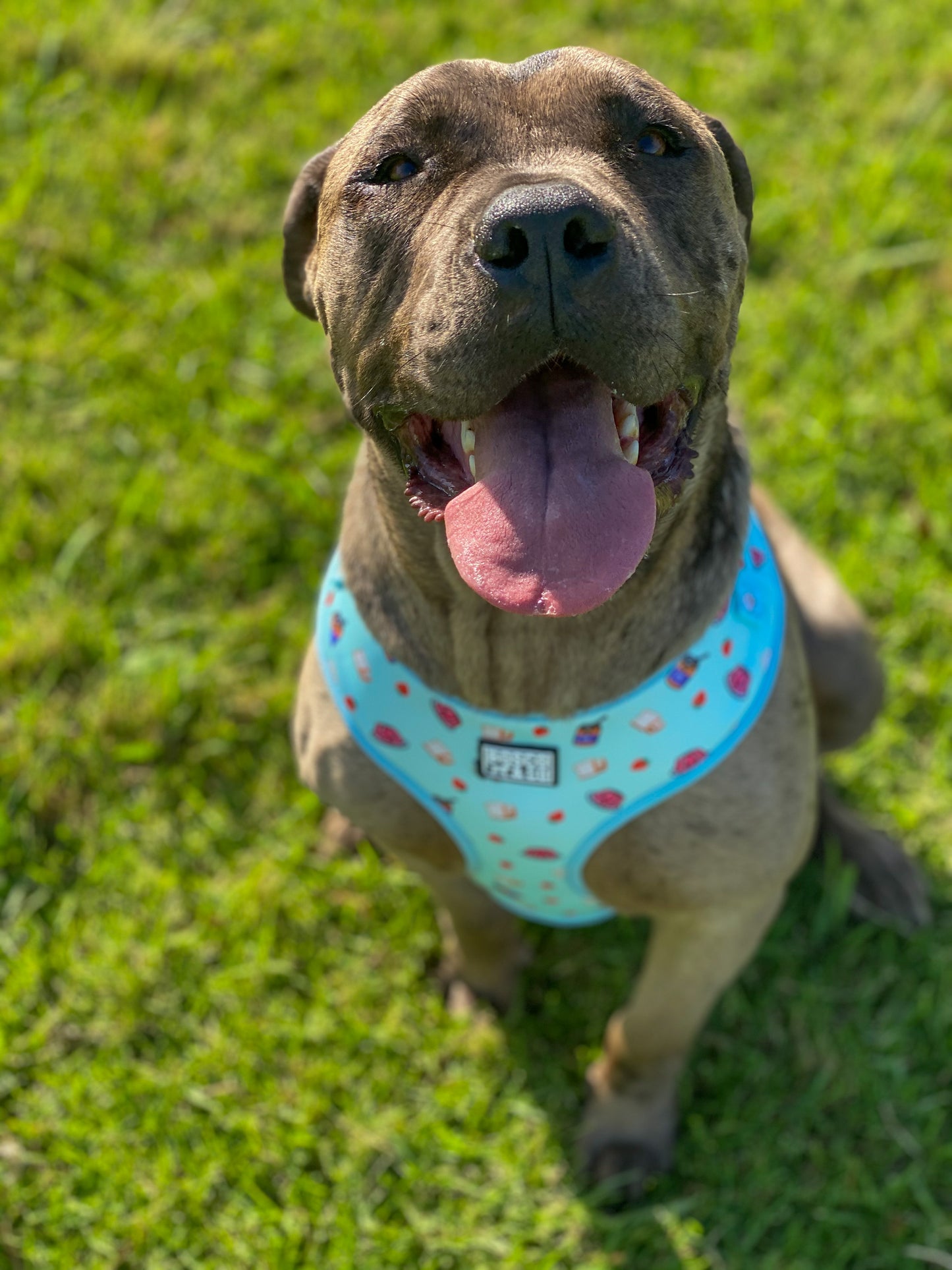 no-pull-adjustable-dog-harness-print