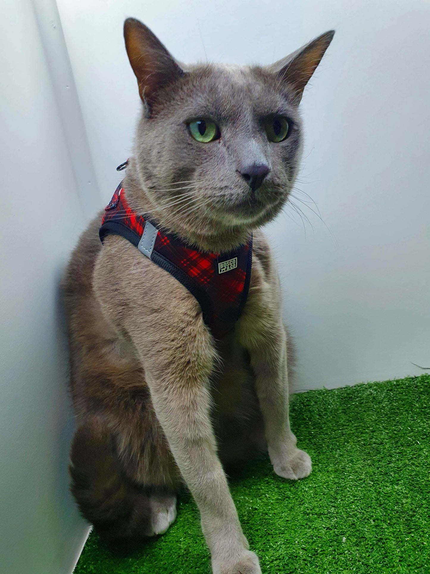 bosco-co-comfy-cat-harness-check-print