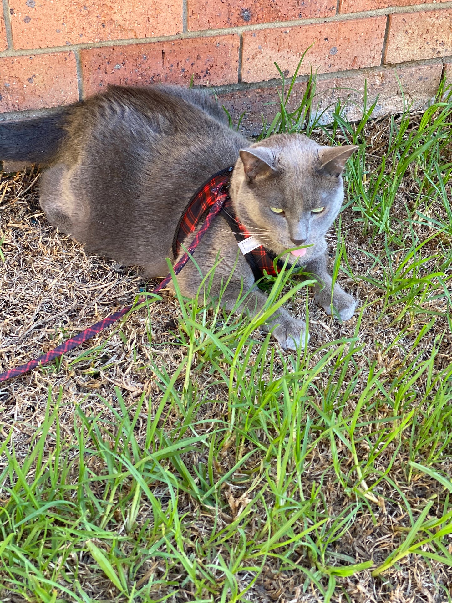 adjustable-cat-harness-black-red