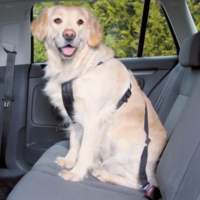 SAVE YOUR DOG & YOUR MONEY WITH DOG CAR RESTRAINTS