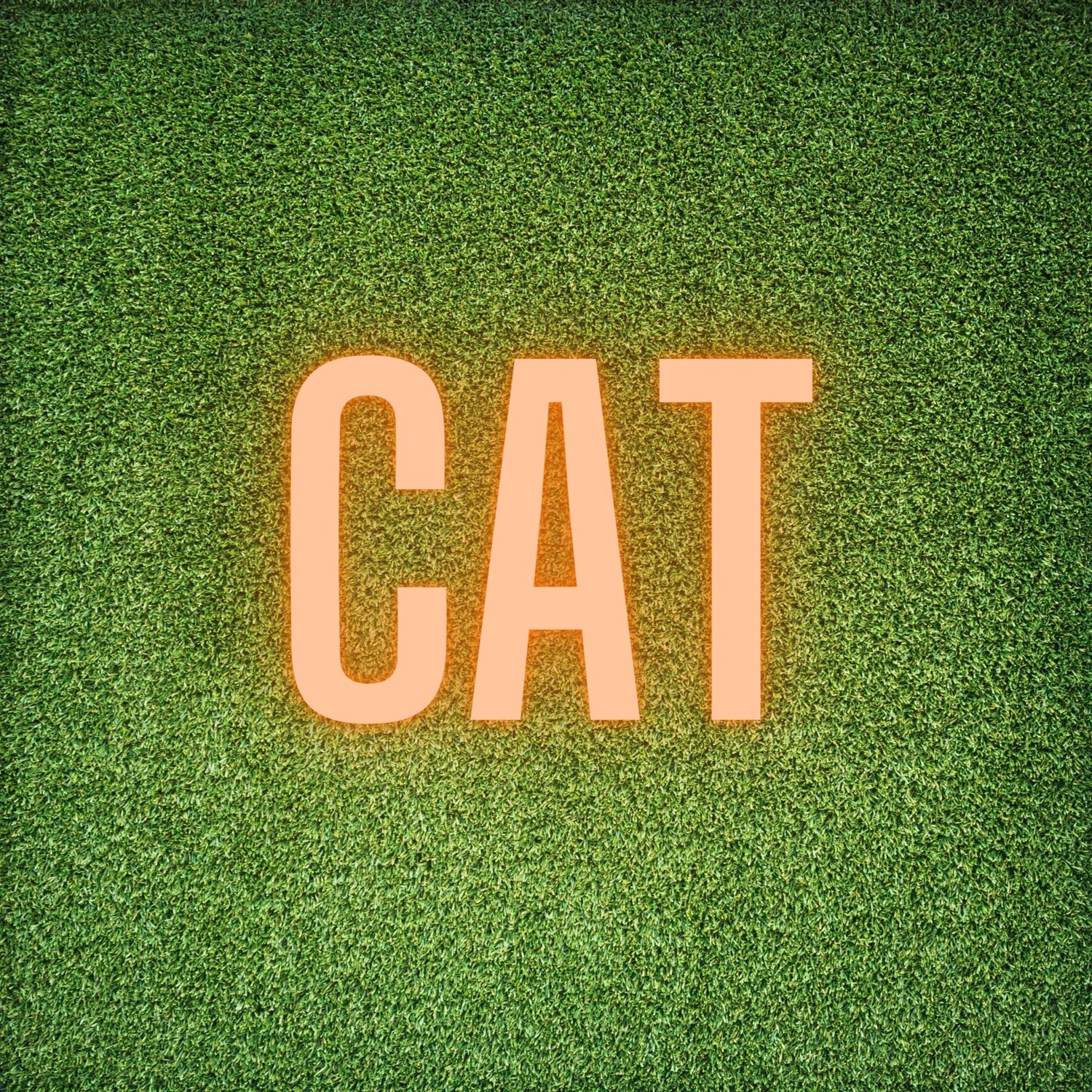 ALL CAT