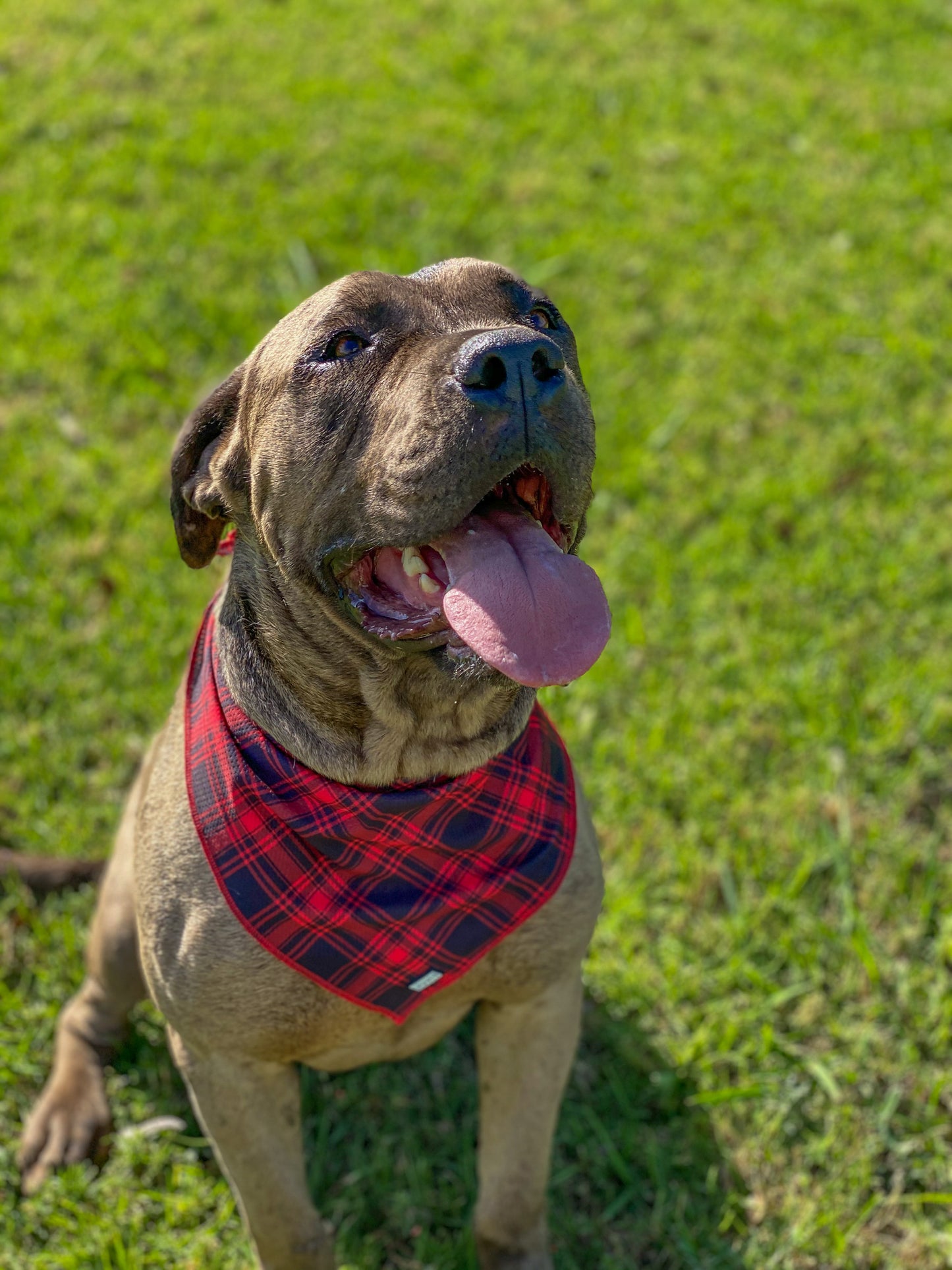 bosco-co-summer-dog-accessory