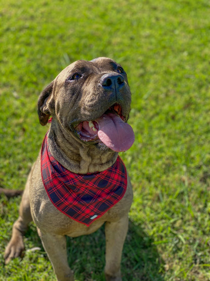 bosco-co-summer-dog-accessory