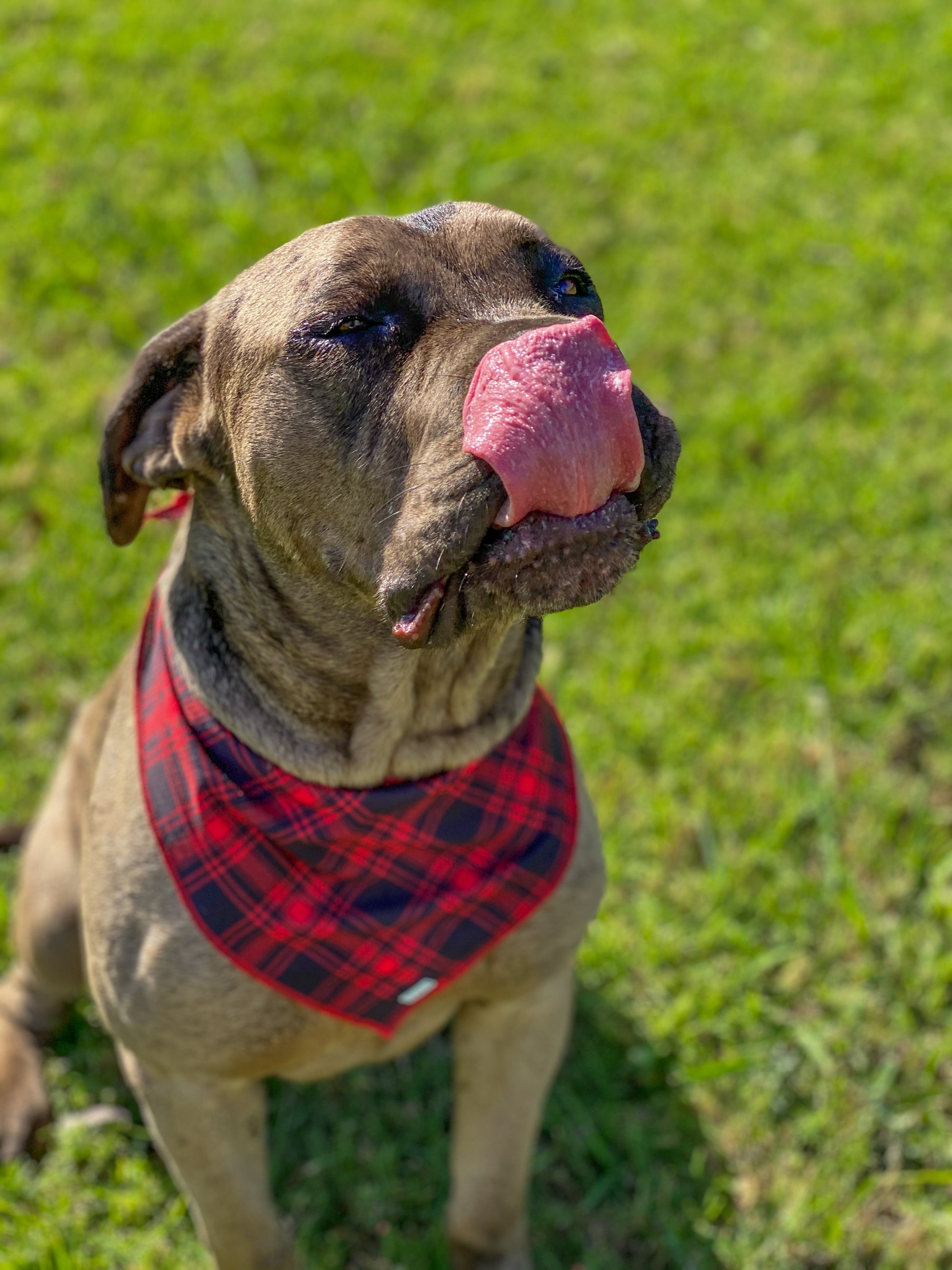 black-red-tartan-dog-cooling-bandana