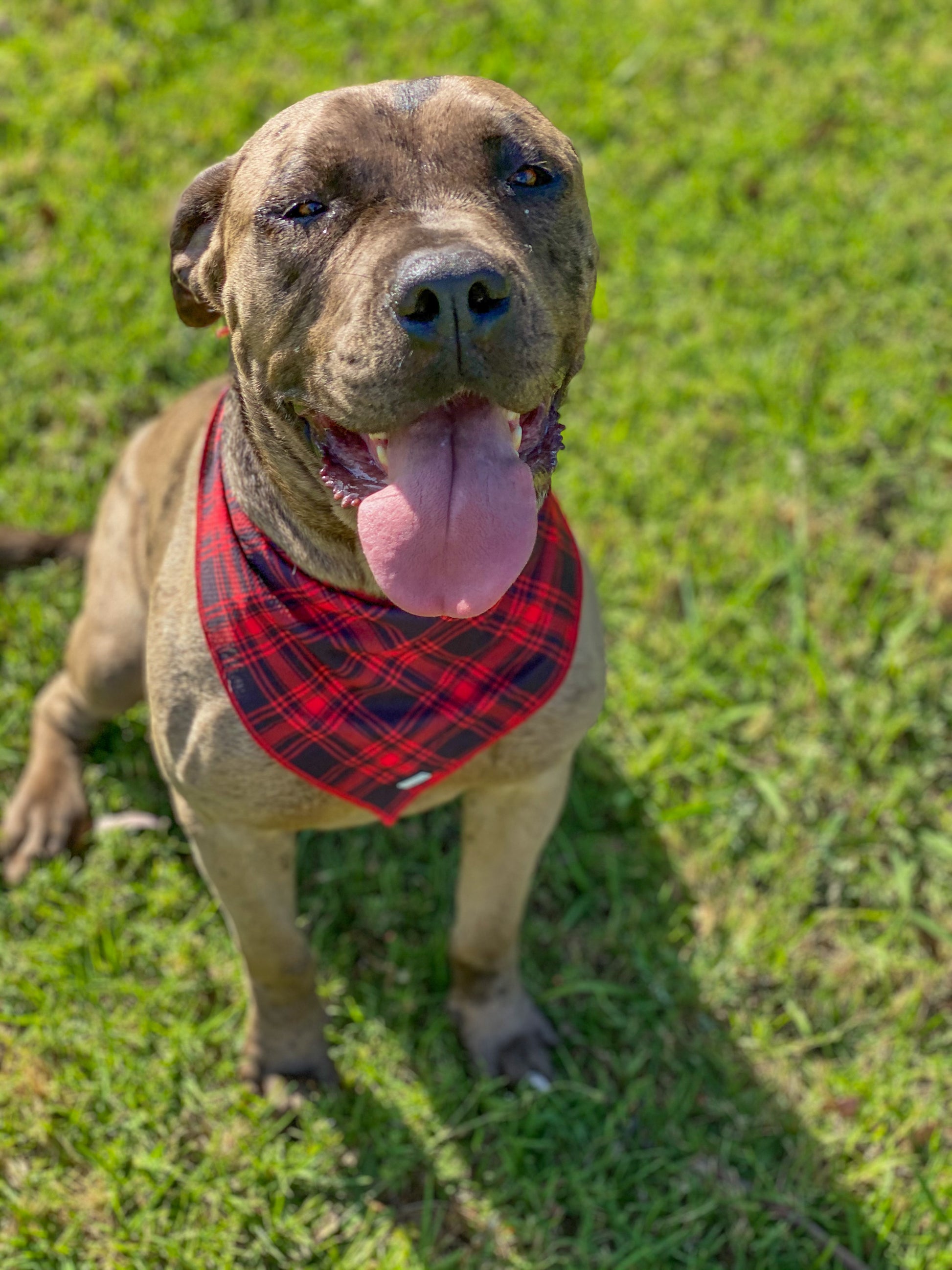 cooling-bandana-for-dogs-black-red-tartan