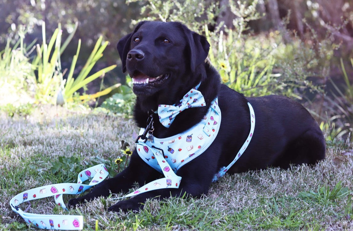 stylish-dog-leash-fun-print