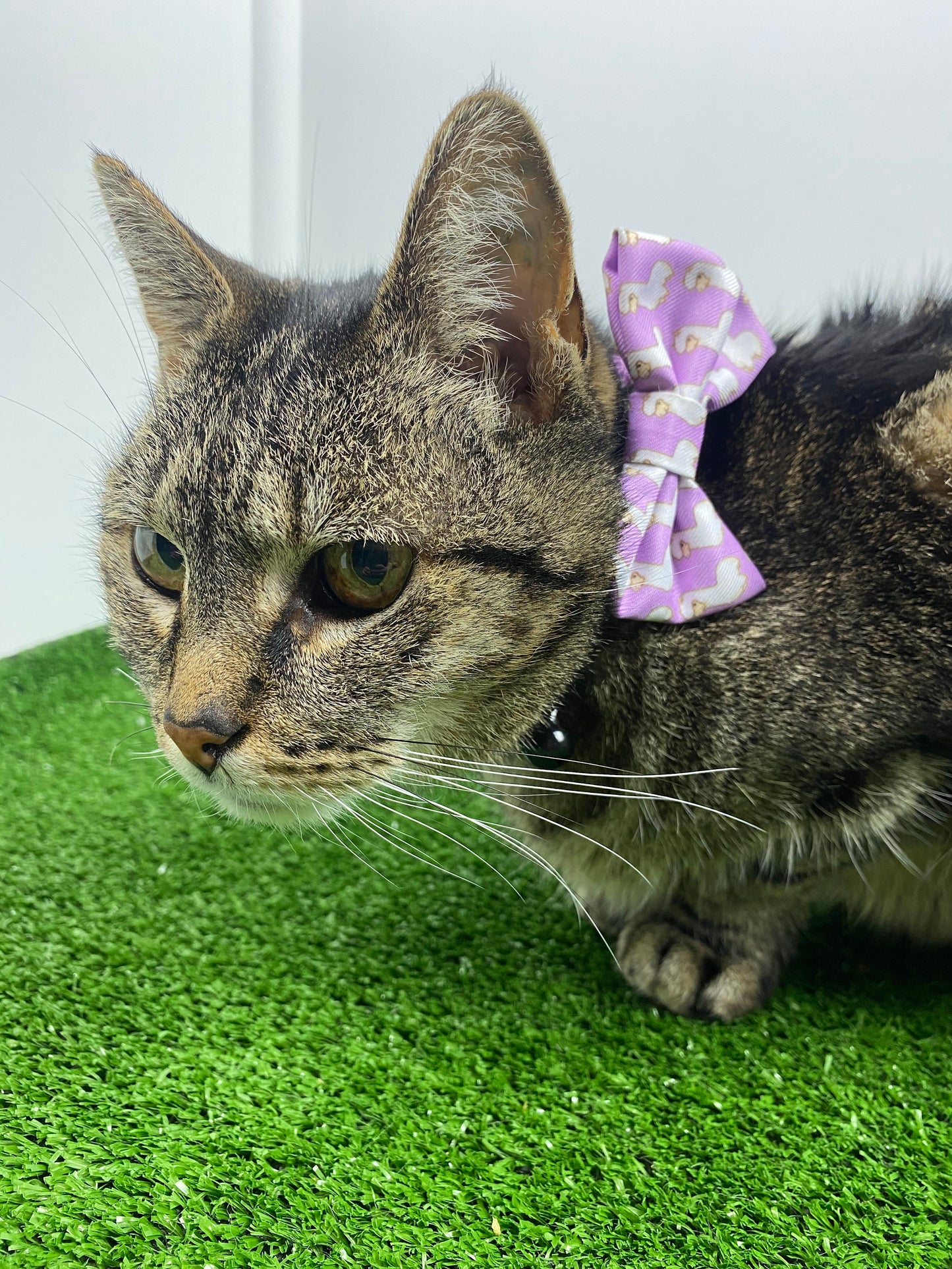 cat-bow-tie-collar-pink-alpaca-print