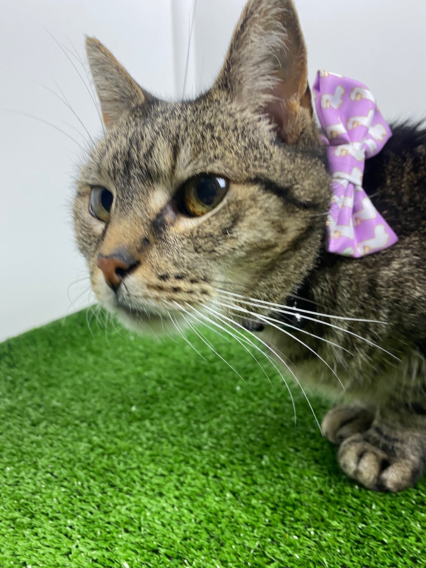 adjustable-cat-collar-fun-print-bowtie