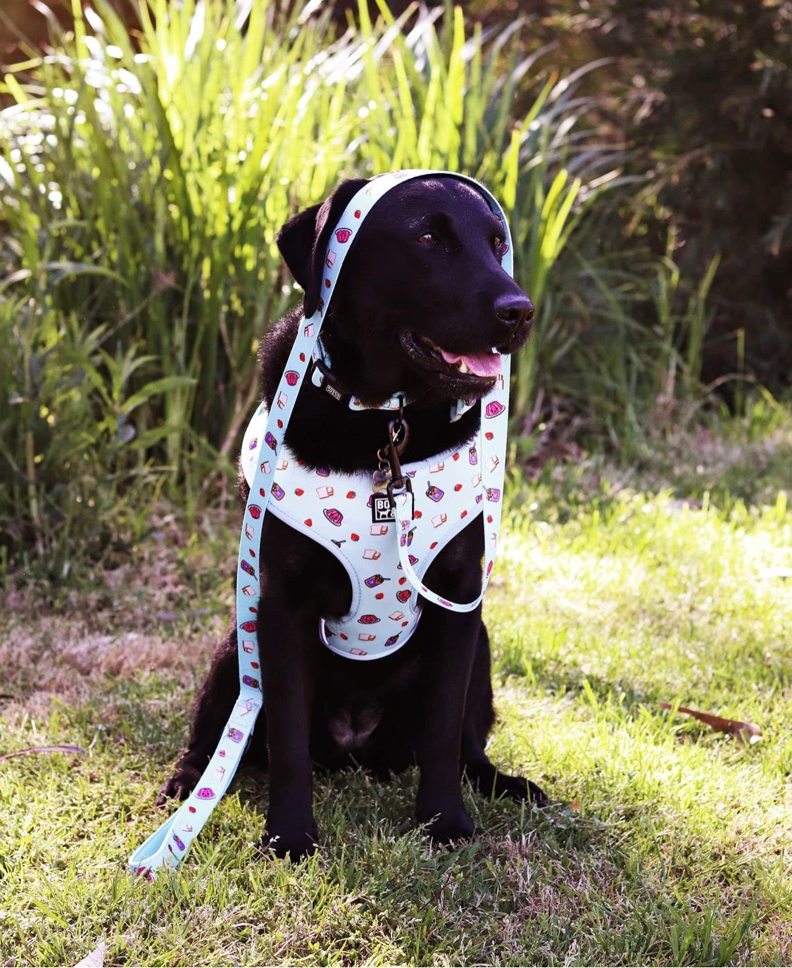 Bosco & Co Dog Leash - Peanut Butter & Jelly