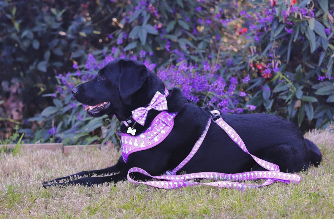 Bosco & Co Dog Leash - Pink Alpaca