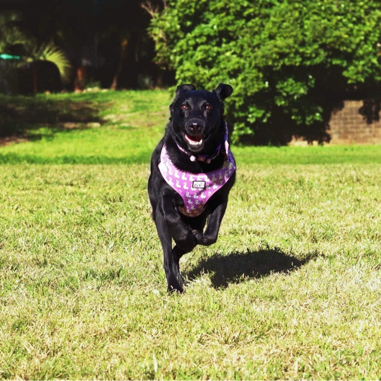 cute-pink-alpaca-dog-harness-bosco-and-co