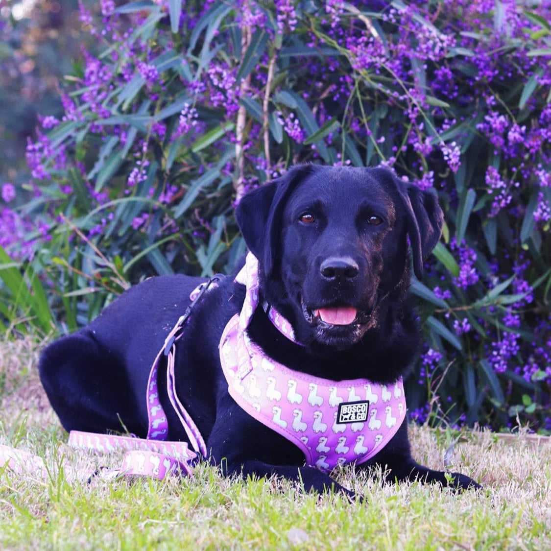 comfy-dog-harness-adjustable-pink-print