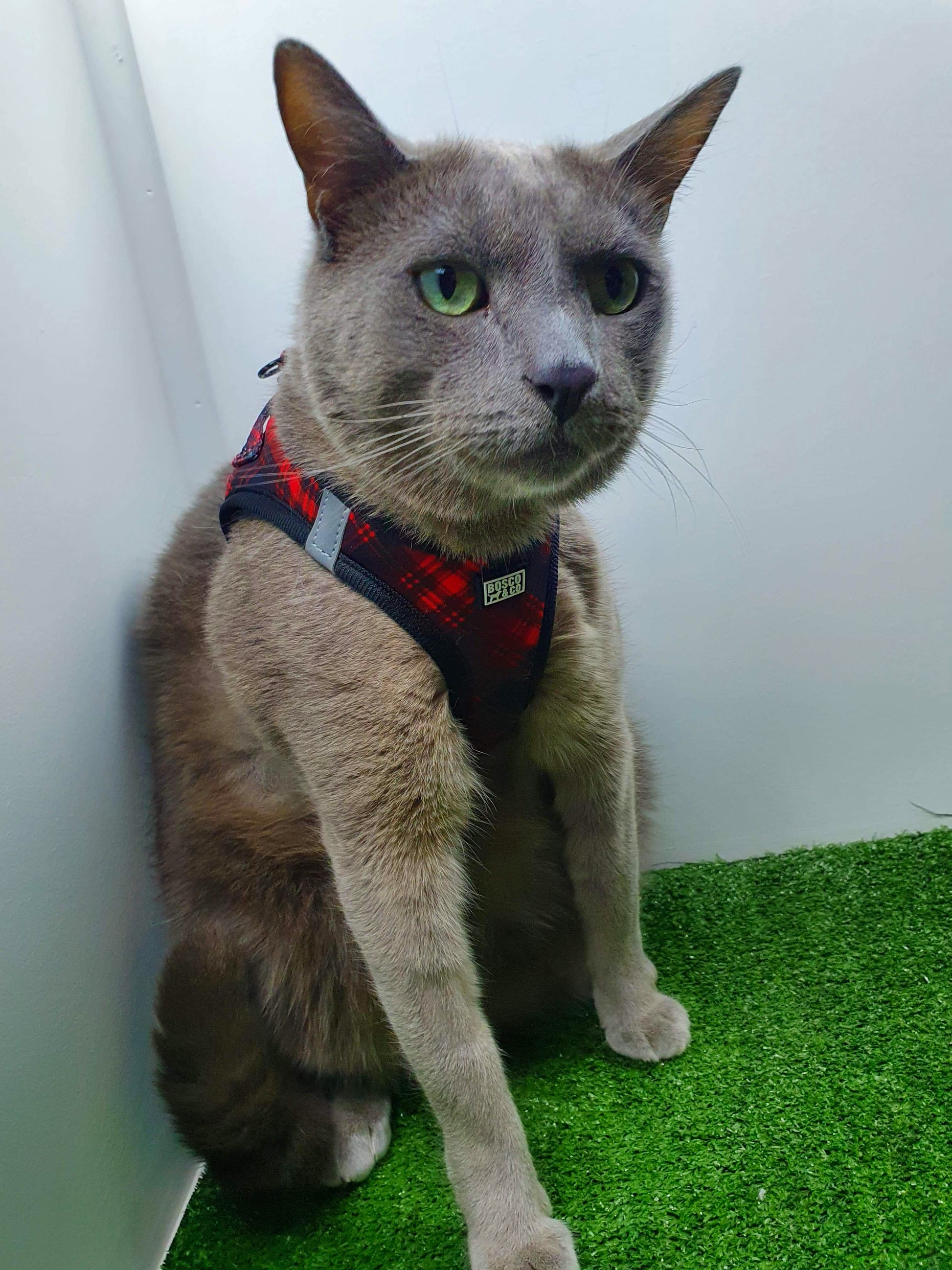 bosco-co-comfy-cat-harness-check-print