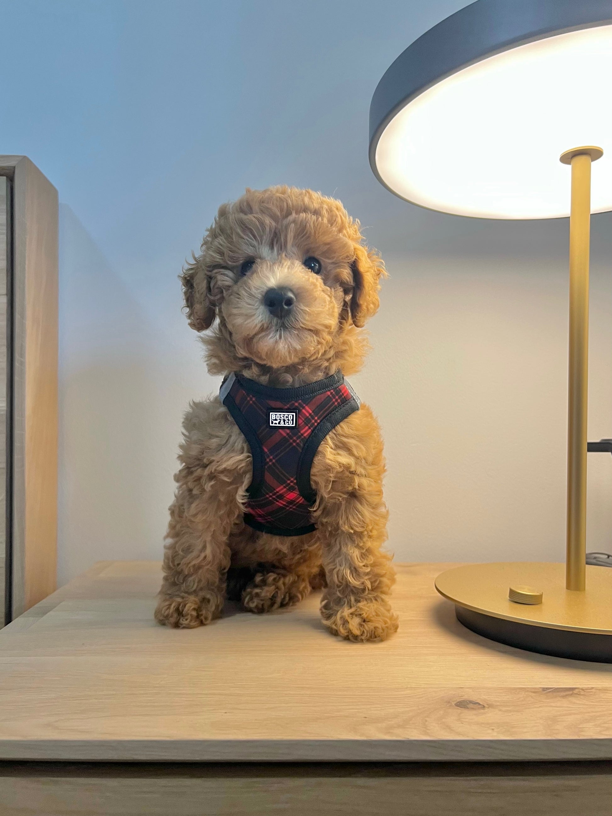 padded-step-in-cat-harness-black-red-tartan