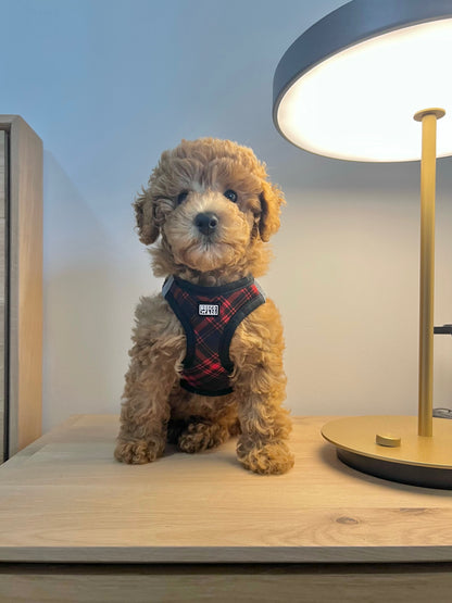 padded-step-in-cat-harness-black-red-tartan