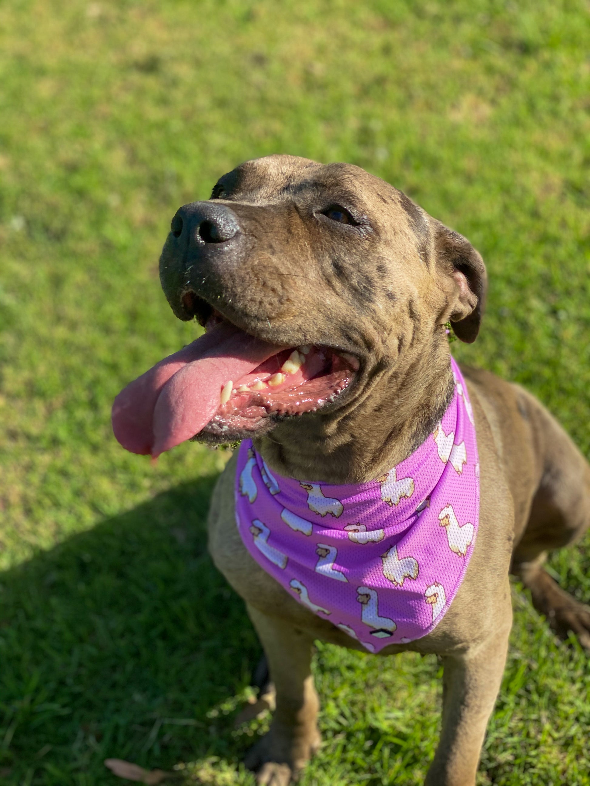 pink-alpaca-cooling-dog-bandana-bosco-co